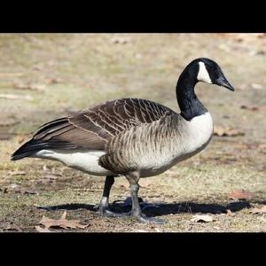 Meet your Posher, Layne